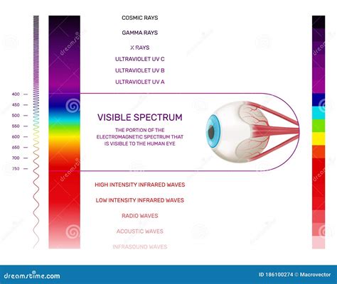Visible Light Spectrum Infographics Stock Illustration Illustration