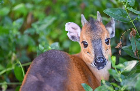 Conservation Charles Paddock Zoo Your Central Coast Zoo