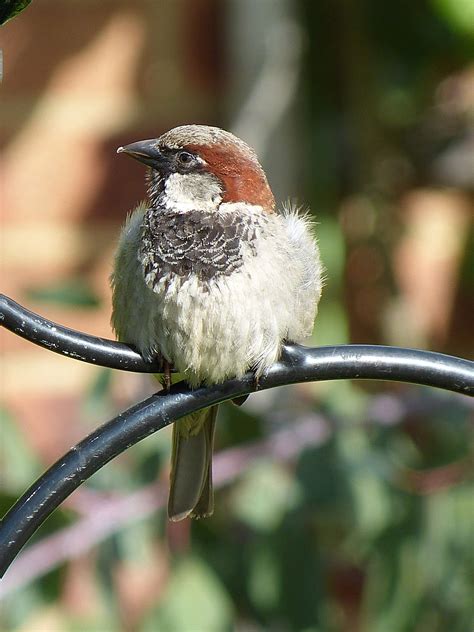 Baby Sparrow | Baby sparrow, House sparrow, Animals