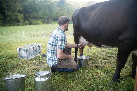 Best Cow Breed For Milk Abundant Permaculture