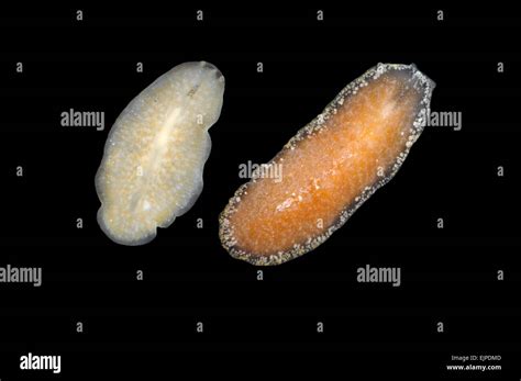 Platelmintos Phylum Platyhelminthes Fotografía De Stock Alamy