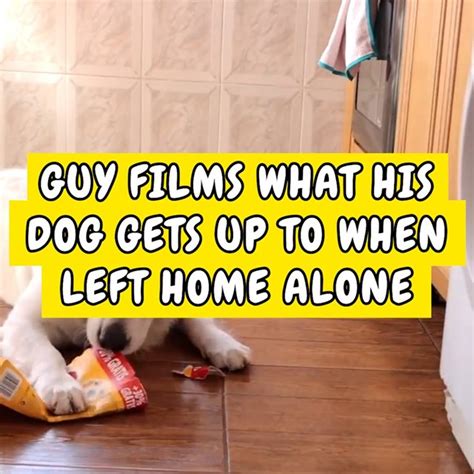 Guy Films Dogs Mischief When Home Alone This Owner Decided To Film