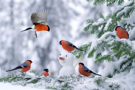 Ботаничка On Twitter Beautiful Birds Winter Bird Pretty Birds