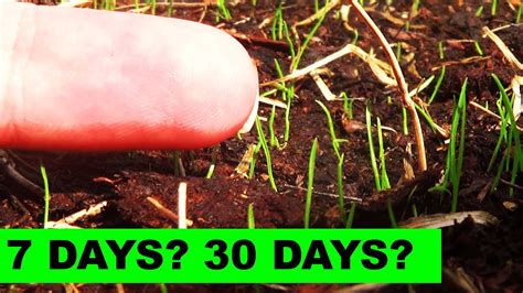 There are two things to always remember. How long does it take for KBG to germinate? - YouTube