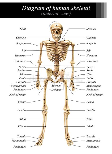 The phalanges are long, slender bones that form hinge joints between. Human skeleton diagram stock image. Image of humerus ...