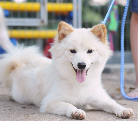 I cannot imagine long hair shedding! Chibi! Cream long haired shiba | Shiba inu, Cute animals ...