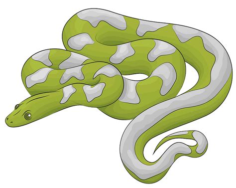 Clipart Snake Boa Constrictor Clipart Snake Boa Constrictor Images