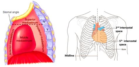 Heart External Features Anatomy Qa