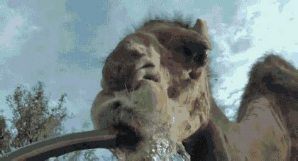How far can a camel travel in a day without water before its hump starts to slump? 20 Weird Animal Facts That Prove Mother Nature Is Far ...