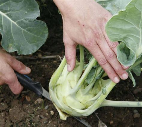 Kohlrabi Tolle Knollen