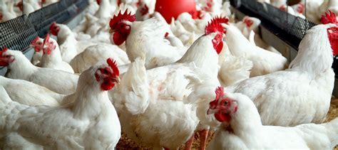 Download Setting Up a Poultry Farm - Brand Spur