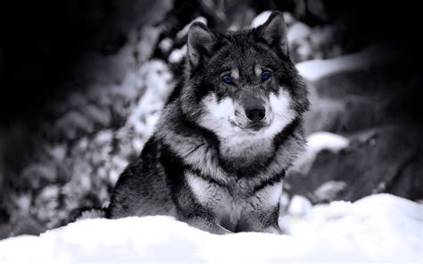 See more ideas about wolf, wolf wallpaper, wolf spirit. 10 New Black Wolf Wallpaper 1920X1080 FULL HD 1920×1080 ...