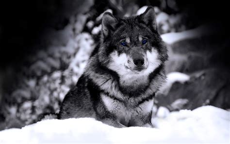 You can also upload and. 10 New Black Wolf Wallpaper 1920X1080 FULL HD 1920×1080 For PC Desktop 2020