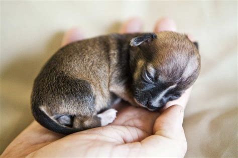Beyonce The Worlds Smallest Puppy Holy Cuteness Tiny Puppies