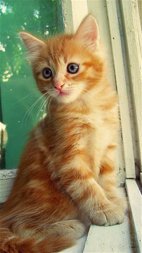 349 Best Orange Cats My Favorite Images On Pinterest