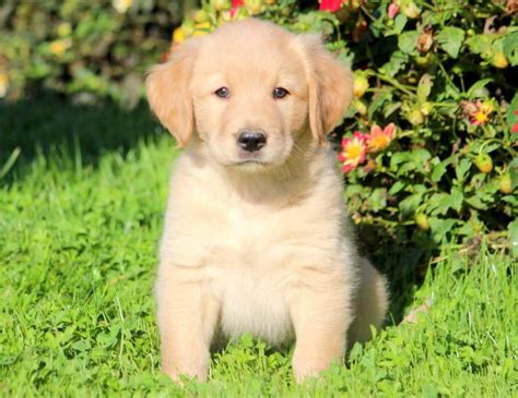 (slick was the father to this litter). Golden Labrador Prices | PETSIDI