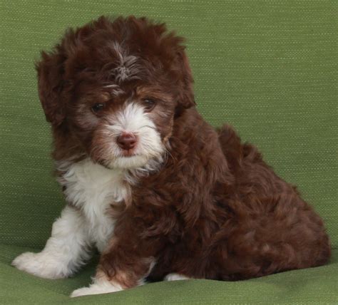 Mini Aussiedoodle For Sale Fredericksburg Oh Male Rosco Ac Puppies Llc