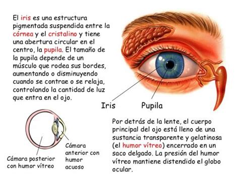 Anatomía Del Ojo Humano Partes Y Funciones Resumen ImÁgenes