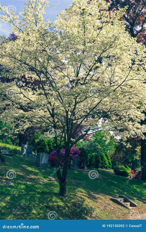 Large Tree Covered In Beautiful White Blossoms On A Warm Spring Day