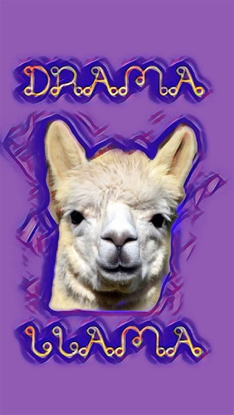 720p Free Download Drama Llama Animal Cute Purple Funny Lama Hd