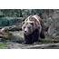 Grizzly Bear Photos Images Nature Wildlife Pictures 