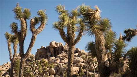 Joshua Tree National Park 10 Tips For Visiting The Park
