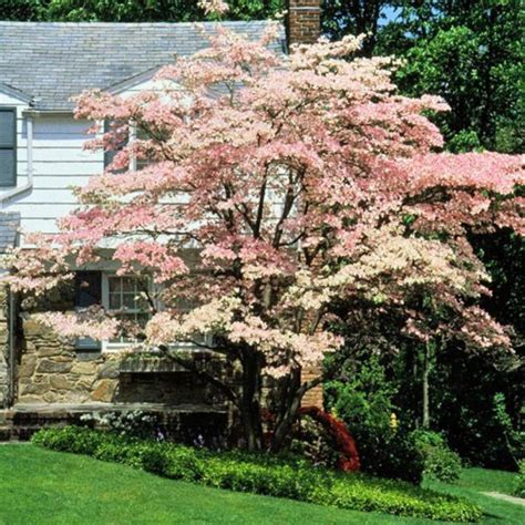 Beautiful Flowering Tree For Yard Landscaping 20 Dogwood Trees