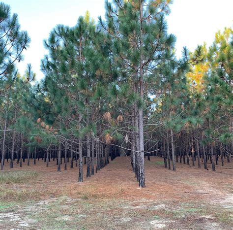 Longleaf Pine Straw Bale — Cincinnati Pine Mulch Llc