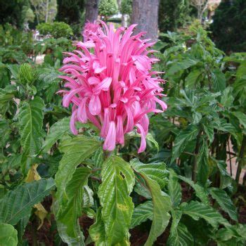 Check spelling or type a new query. Flowers that begin with J | A to Z Flowers