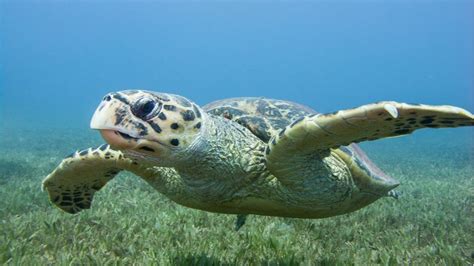 protecting sea turtles and seagrass in madagascar gef