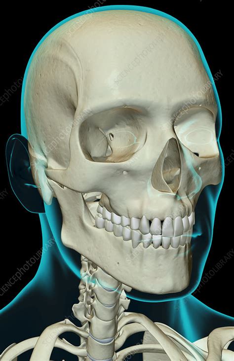 While telling the exact number of bones in the human body, this bodytomy article also describes the main types and distribution of bones in the body. The bones of the head and neck - Stock Image - F001/5332 ...