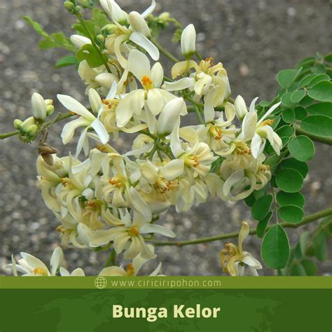 Kepercayaan dan penggunaan ini ternyata sudah ada sejak. Cici Ciri Pohon Kelor (Moringa oleifera) Di Alam Liar - Ciriciripohon.com