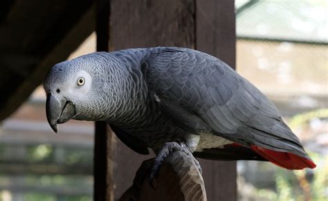 perroquet gris du gabon qui est il conseils et bonnes pratiques d élevage