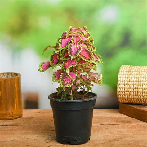 Buy Coleus Plants Online From Nurserylive At Lowest Price