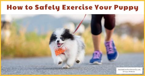 They get to explore a whole new world, and you have the pleasure of watching them experience it. how far can a 12 week old puppy walk Archives ~ Raising ...