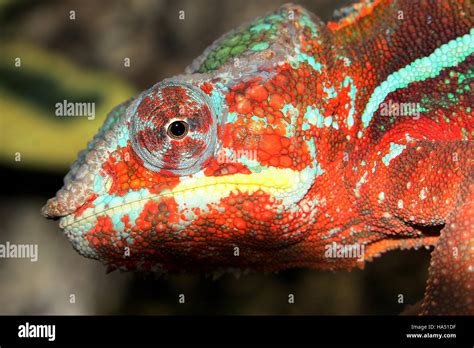 Madagascar Panther chameleon (Furcifer pardalis Stock Photo - Alamy