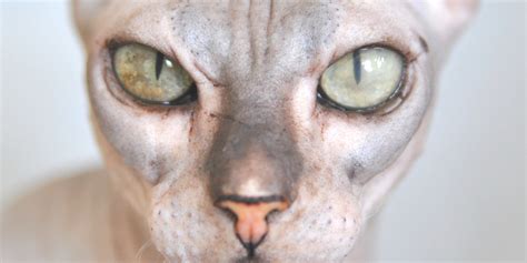 Sphynx Cat Eye Care How To Clean Sphynx Cats Eyes Sphynx Cats And