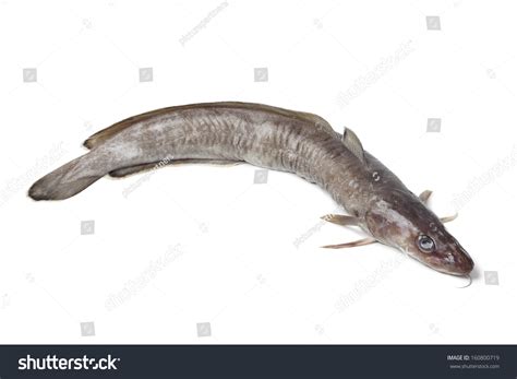 Ling Fish Images Stock Photos Vectors Shutterstock