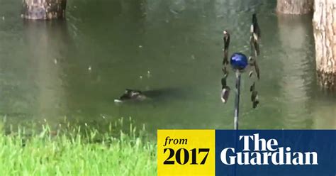 Woman Captures Footage Of Alligators In Her Texas Backyard After Harvey