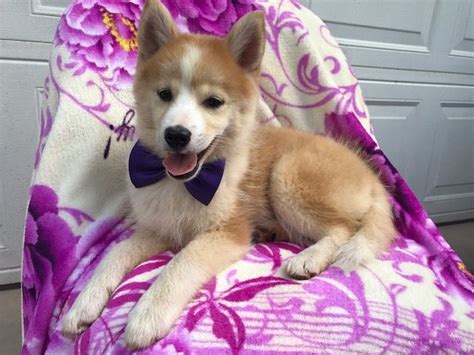 Looking for a new best pal? Pomsky Shepherd Maltese mix Mix puppy for sale in EPHRATA ...