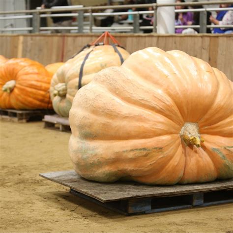 The 39th All New England Giant Pumpkin Weigh Off Topsfield Fair 2023