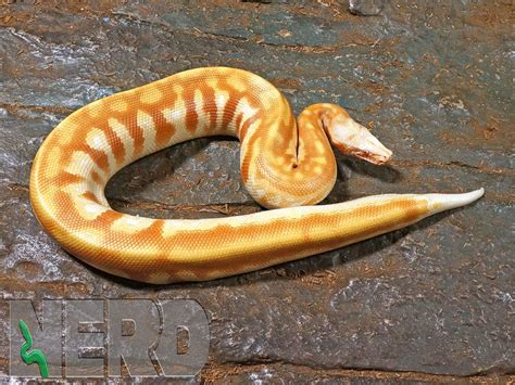 Exceptional T Albino Blood Python By New England Reptile Distributors