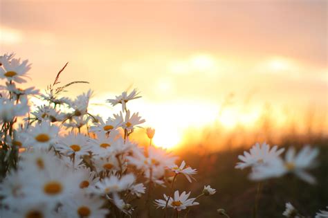 Aesthetic Flower Computer Wallpapers - 4k, HD Aesthetic Flower Computer