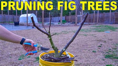 Pruning Fig Trees Perfectly For Fig Cuttings Complete Guide Youtube