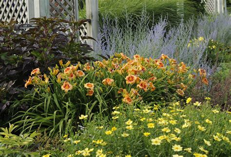 If you're looking for simple front yard landscaping ideas and ways to improve your home's curb appeal, you're in luck. Daylily And Hosta Gardens - Garden Ftempo