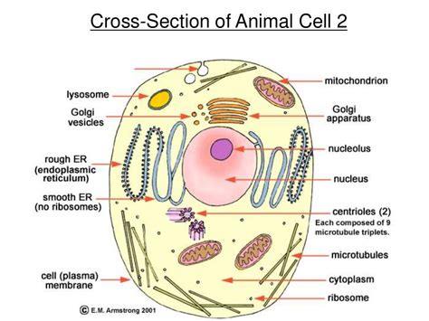 Animal Cell Anatomy Labeled Cross Section Animal Cell Structure