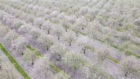 They take well to pruning, with pruning promoting heavier. Flowering almonds - YouTube