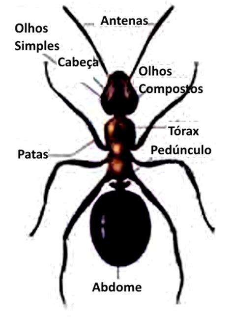 Grátis para uso comercial ✓ atribuição não requerida ✓. Exterminador - Desentupidora e Dedetizadora: Março 2012