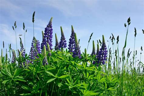 The genus includes over 199 species, with centers of diversity in north and south america. Lupinen: Forscher entwickeln Eiweiß-Ersatz - FIT FOR FUN
