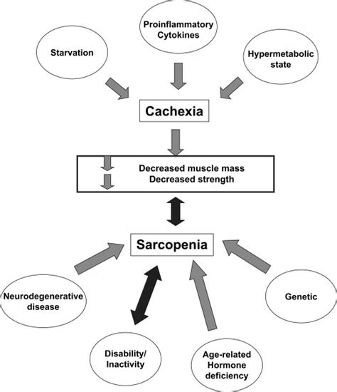 Check spelling or type a new query. Sarcopenia - Clinics in Geriatric Medicine